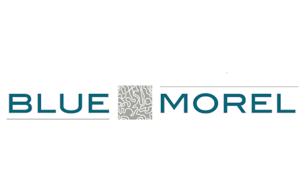 Blue Morel